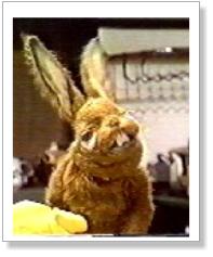Pipkins - Hartley Hare Looks Tired